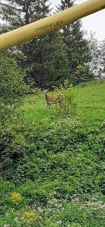 Pensiunea Tora Vatra Dornei Exteriör bild